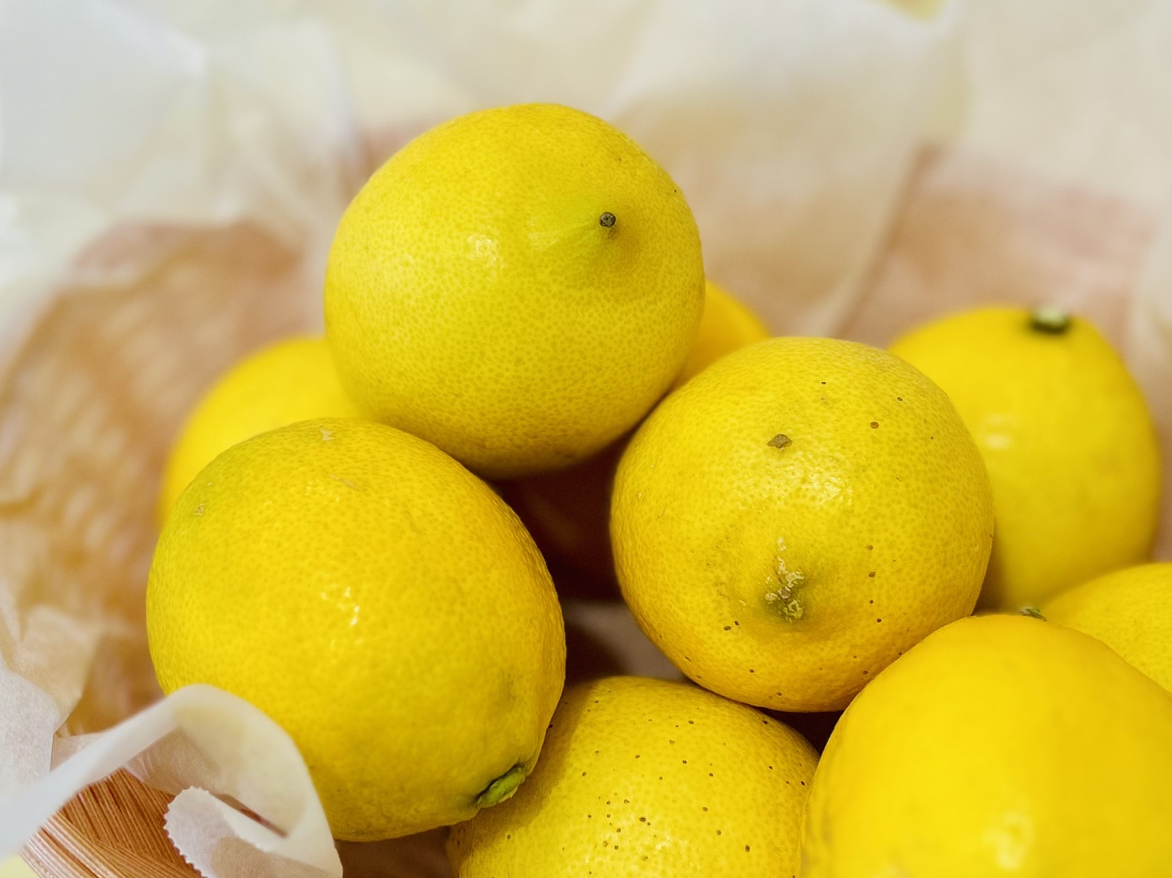 浜松レモン販売開始！